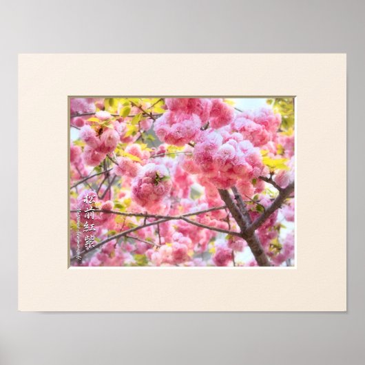 Poster Double Cherry Blossom: Matsumae-benimurasaki (Devant)