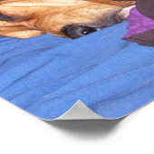 Poster Double chien fatigué (Coin)