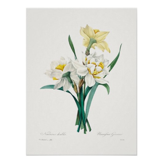 Poster Double Daffodil,  Pierre-Joseph Redouté, 1827 (Devant)