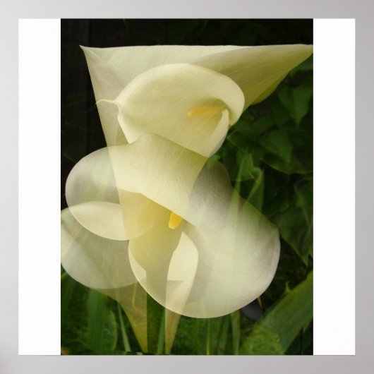 Poster Double exposition Calla Lily (Devant)