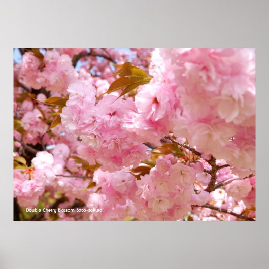 Poster Double floraison de cerisier (Devant)