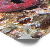 Poster Double Lizard (Coin)