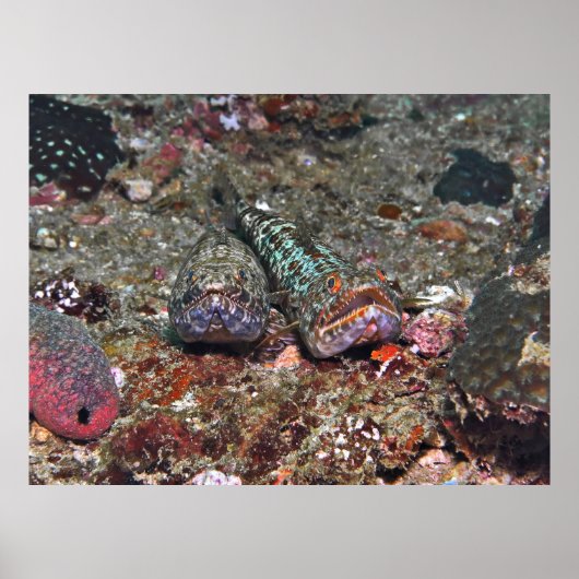 Poster Double Lizard (Devant)