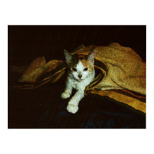 Douce comme un petit chat