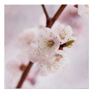 Poster Douceur Du Printemps