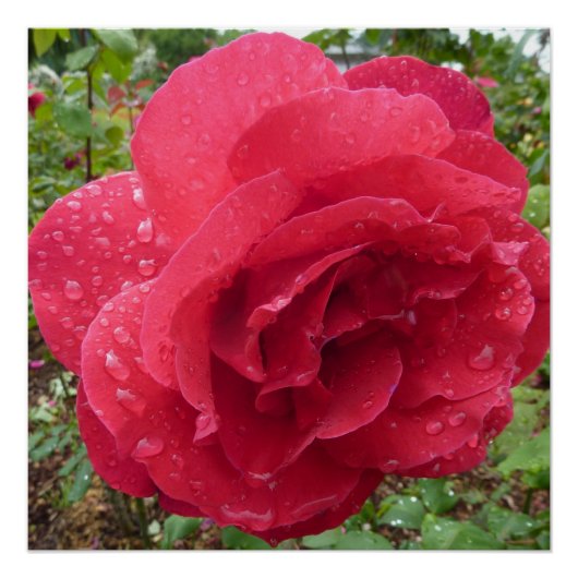 Poster Douche rose de destin d'amour de fleurs de fleur (Devant)