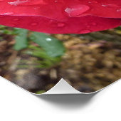 Poster Douche rose de destin d'amour de fleurs de fleur (Coin)