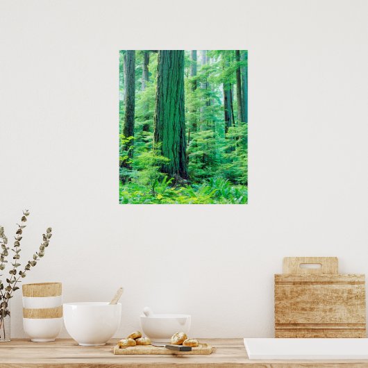 Poster Douglas Fir (Cuisine)