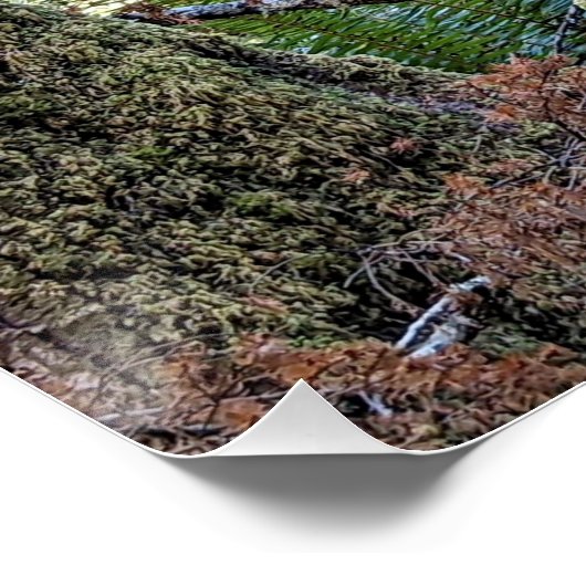 Poster Douglas Fir Conifer (Coin)