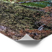 Poster Douglas Fir Conifer Forest Photographie (Coin)