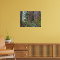 Douglas Fir Conifer Forest Photographie