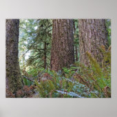 Poster Douglas Fir Conifer Forest Photographie (Devant)