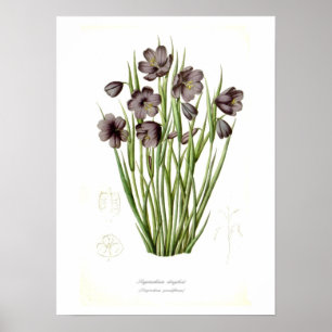 Poster Douglasii de Sisyrinchium