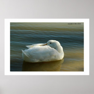 Poster Doux dans le blanc