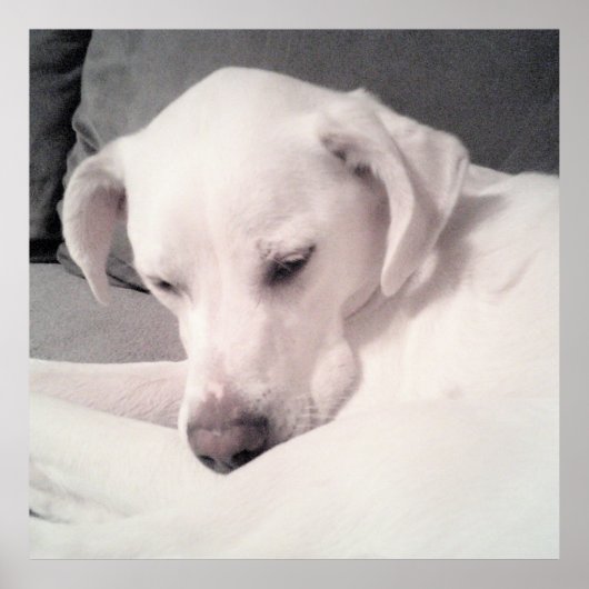 Poster Doux Sleepy Blanc Chien Gris (Devant)