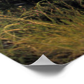 Poster Douze Apôtres, Cap, Cap Ouest (Coin)