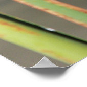 Poster Douze Skimmer tacheté 1 (Coin)