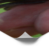 Poster Dove Birds Kauai Hawaii (Coin)