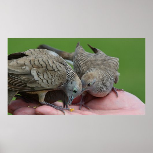 Poster Dove Birds Kauai Hawaii (Devant)