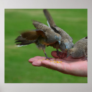 Poster Dove Birds Kauai Hawaii