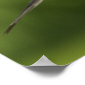 Poster Dove de deuil, Zenaida macroura (Coin)