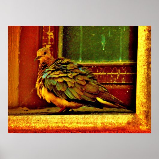 Poster Dove de plumes (Devant)