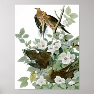 Poster Dove en deuil, John James Audubon