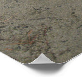 Poster Dove tirée dans l'affiche du sable (Coin)