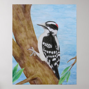 Poster Downy Woodpecker