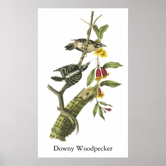 Poster Downy Woodpecker - John Audubon (Devant)