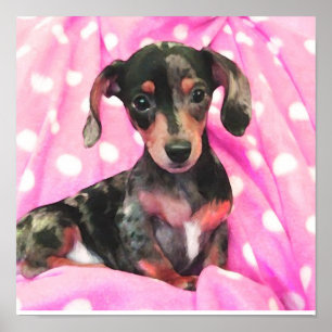 Poster doxie rose