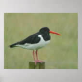 Poster d'Oystercatcher (Devant)