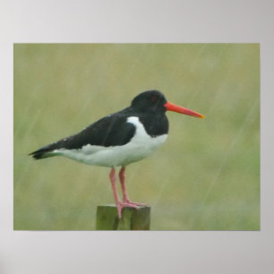 Poster d'Oystercatcher