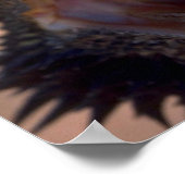 Poster Dragon à capuchon, Australie (Coin)