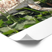 Poster Dragon à tête (Coin)