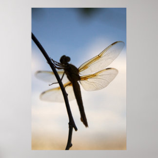 Poster Dragon au repos