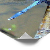 Poster Dragon bleuFly 2 (Coin)