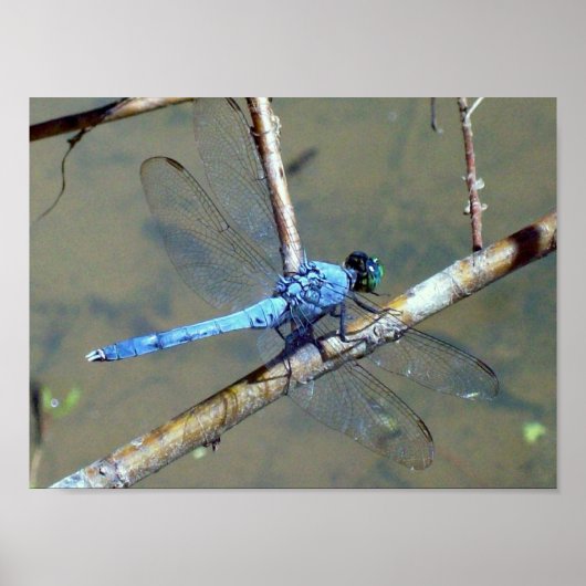 Poster Dragon bleuFly 2 (Devant)