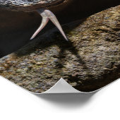 Poster Dragon de Komodo montrant sa langue fourrée (Coin)