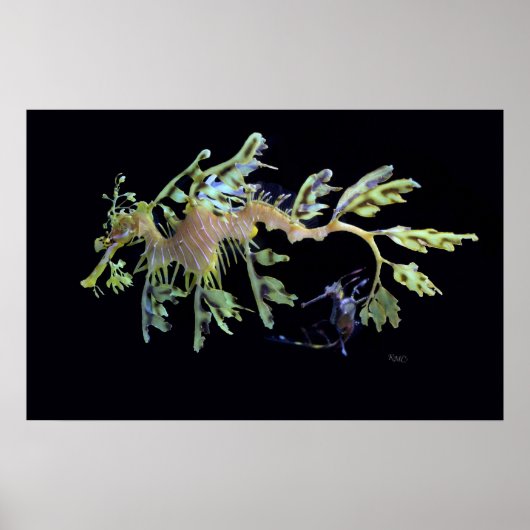 Poster Dragon de mer et Seadragon Weedy (Devant)