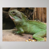 Poster Dragon d'eau (Devant)