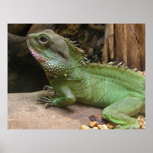 Poster Dragon d'eau (Devant)