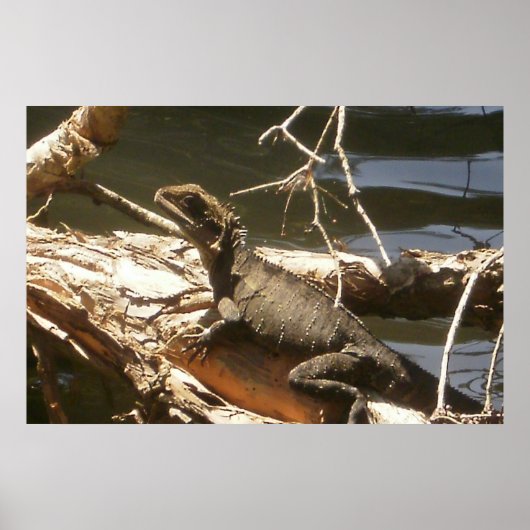 Poster Dragon d'eau (Devant)