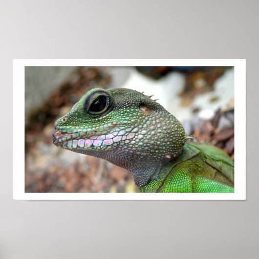 Poster Dragon d'eau chinois (Devant)