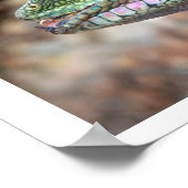 Poster Dragon d'eau chinois (Coin)