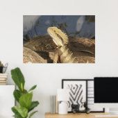 Poster Dragon d'eau de l'est australien (Bureau à domicile)