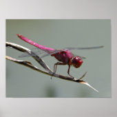 Poster Dragon Fly (Devant)