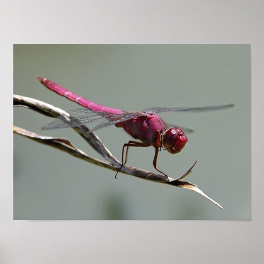 Poster Dragon Fly (Devant)