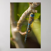 Poster Dragon Fly (Devant)