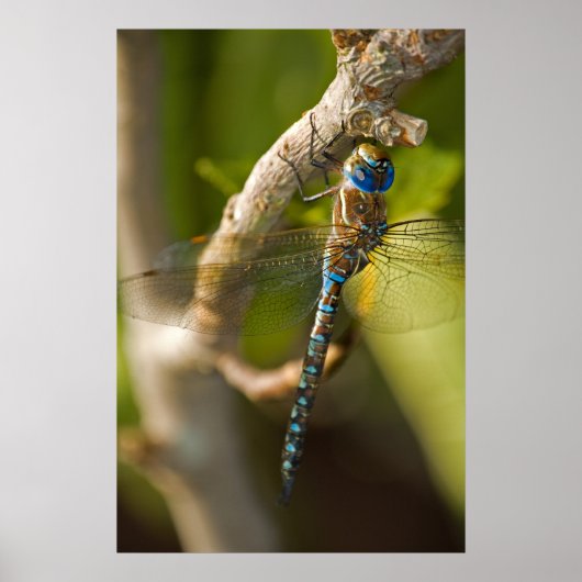 Poster Dragon Fly (Devant)